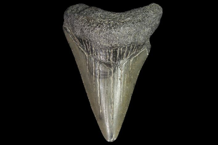 Juvenile Megalodon Tooth - Georgia #101419